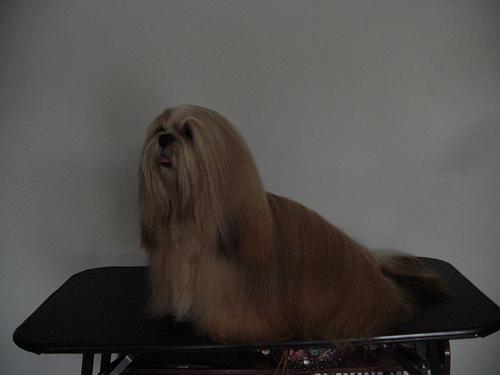 https://images.dog.ceo/breeds/lhasa/n02098413_20356.jpg