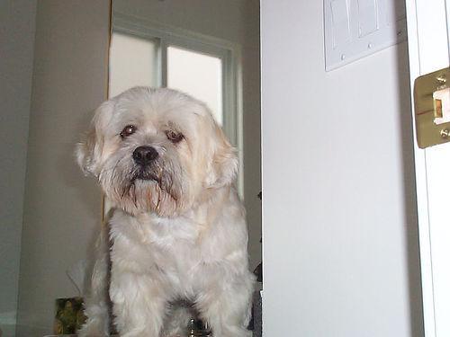 https://images.dog.ceo/breeds/lhasa/n02098413_2047.jpg