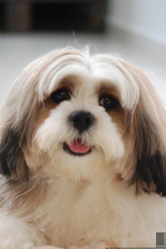 https://images.dog.ceo/breeds/lhasa/n02098413_20677.jpg