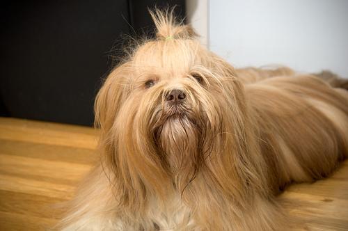 https://images.dog.ceo/breeds/lhasa/n02098413_21411.jpg