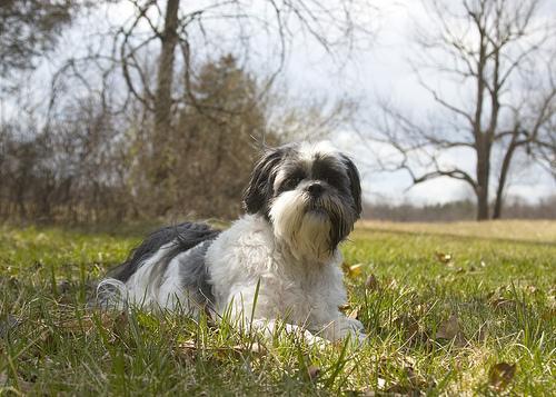 https://images.dog.ceo/breeds/lhasa/n02098413_2169.jpg