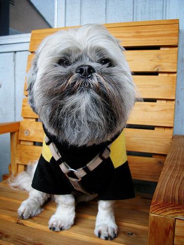 https://images.dog.ceo/breeds/lhasa/n02098413_2199.jpg