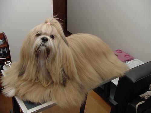 https://images.dog.ceo/breeds/lhasa/n02098413_2402.jpg