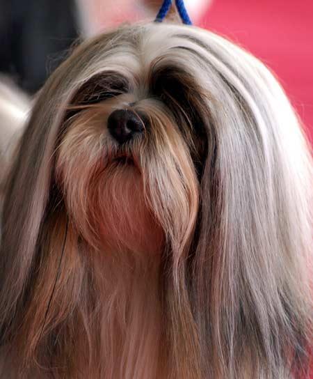 https://images.dog.ceo/breeds/lhasa/n02098413_2536.jpg