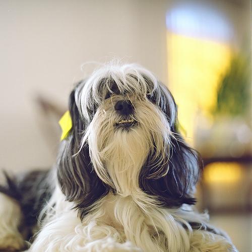 https://images.dog.ceo/breeds/lhasa/n02098413_2584.jpg