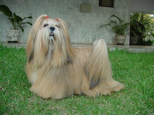 https://images.dog.ceo/breeds/lhasa/n02098413_2607.jpg