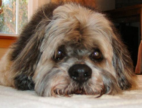 https://images.dog.ceo/breeds/lhasa/n02098413_2620.jpg