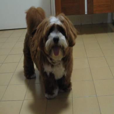 https://images.dog.ceo/breeds/lhasa/n02098413_2911.jpg