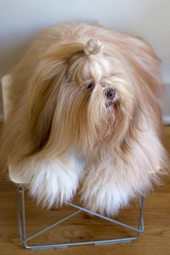 https://images.dog.ceo/breeds/lhasa/n02098413_3095.jpg