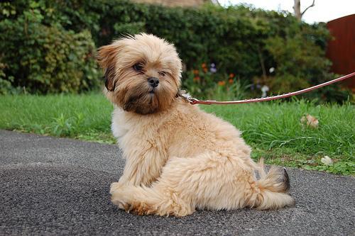 https://images.dog.ceo/breeds/lhasa/n02098413_333.jpg