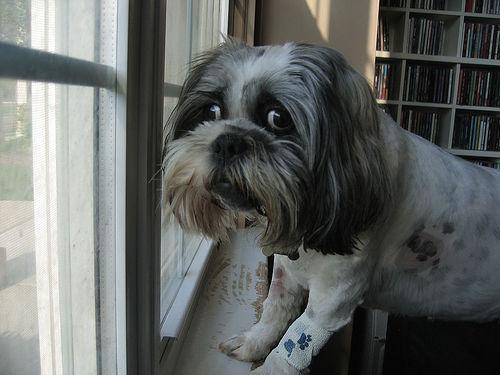 https://images.dog.ceo/breeds/lhasa/n02098413_3411.jpg