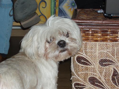 https://images.dog.ceo/breeds/lhasa/n02098413_3798.jpg