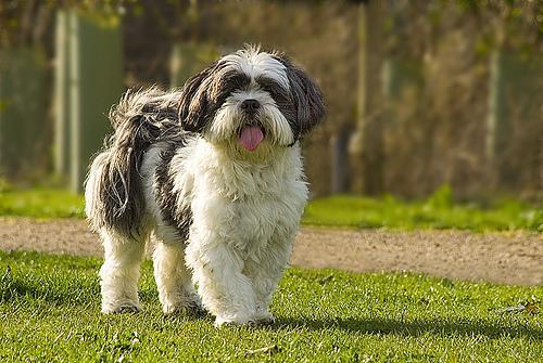 https://images.dog.ceo/breeds/lhasa/n02098413_4100.jpg