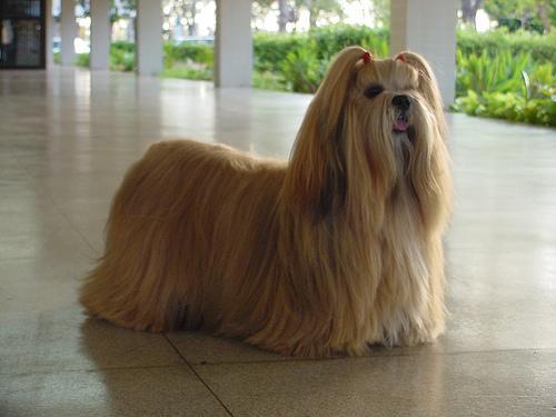 https://images.dog.ceo/breeds/lhasa/n02098413_4141.jpg