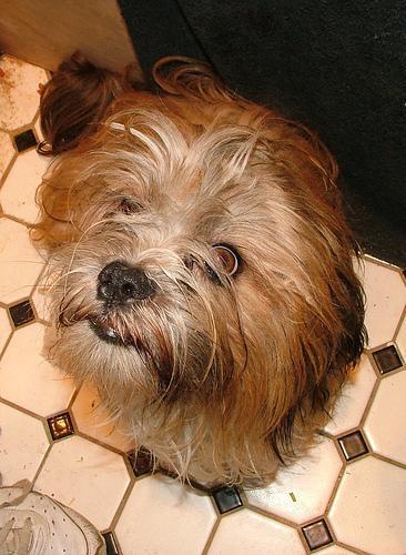 https://images.dog.ceo/breeds/lhasa/n02098413_5138.jpg