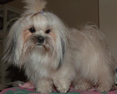 https://images.dog.ceo/breeds/lhasa/n02098413_5142.jpg