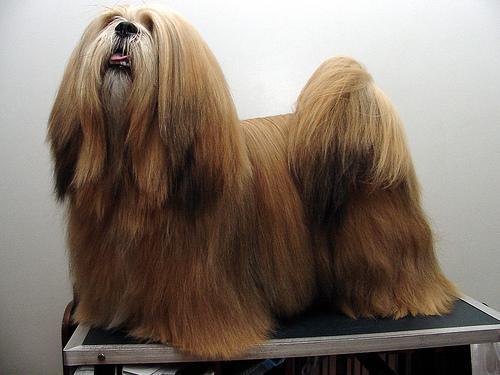 https://images.dog.ceo/breeds/lhasa/n02098413_5201.jpg