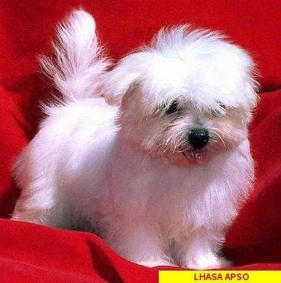 https://images.dog.ceo/breeds/lhasa/n02098413_5474.jpg