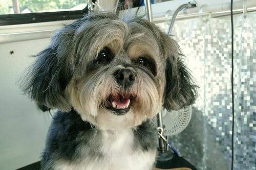 https://images.dog.ceo/breeds/lhasa/n02098413_5594.jpg