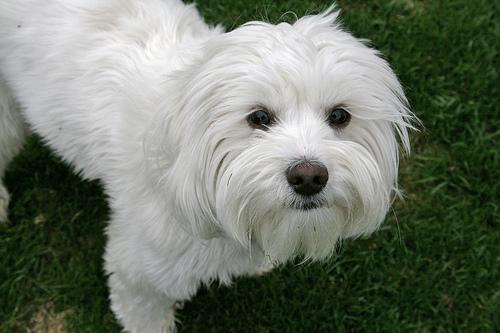 https://images.dog.ceo/breeds/lhasa/n02098413_5638.jpg