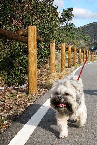 https://images.dog.ceo/breeds/lhasa/n02098413_611.jpg