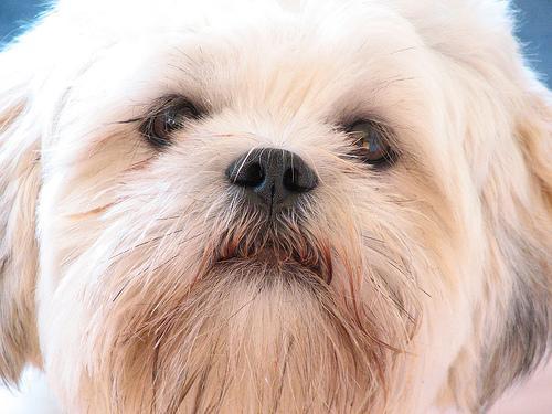 https://images.dog.ceo/breeds/lhasa/n02098413_7144.jpg