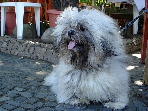 https://images.dog.ceo/breeds/lhasa/n02098413_7267.jpg