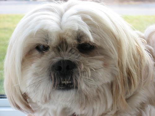 https://images.dog.ceo/breeds/lhasa/n02098413_7286.jpg