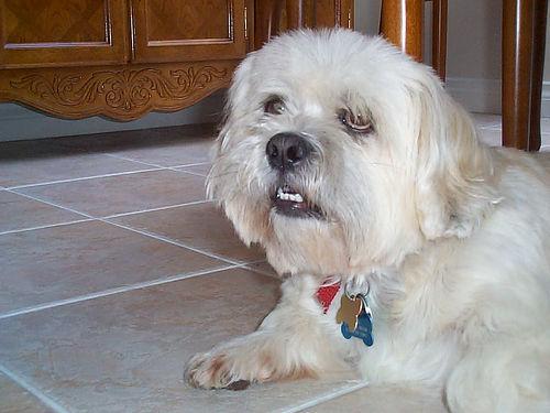 https://images.dog.ceo/breeds/lhasa/n02098413_7389.jpg