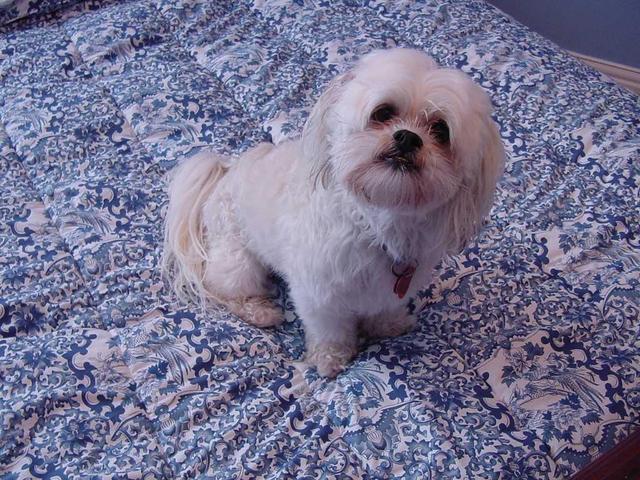 https://images.dog.ceo/breeds/lhasa/n02098413_7910.jpg