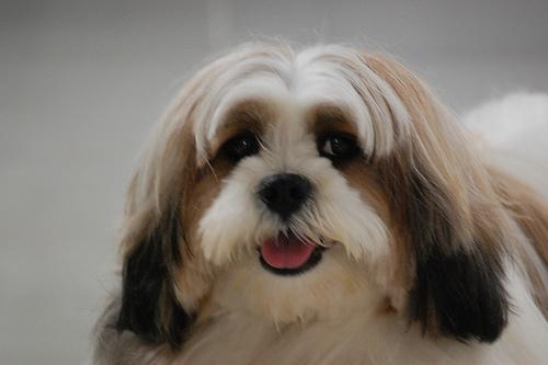 https://images.dog.ceo/breeds/lhasa/n02098413_7916.jpg