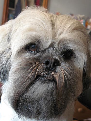 https://images.dog.ceo/breeds/lhasa/n02098413_8001.jpg