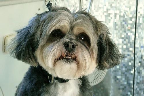 https://images.dog.ceo/breeds/lhasa/n02098413_8151.jpg