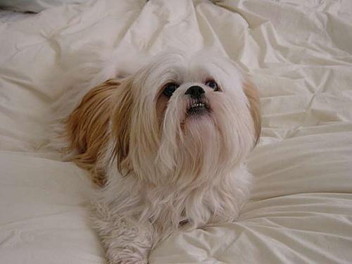 https://images.dog.ceo/breeds/lhasa/n02098413_8297.jpg