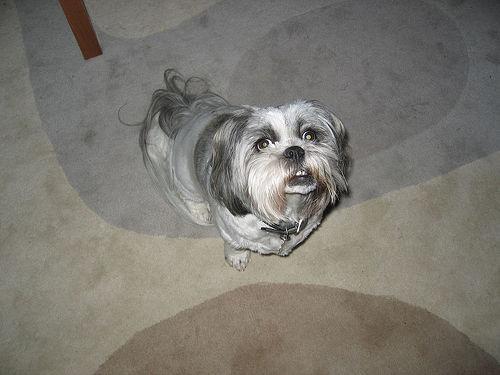 https://images.dog.ceo/breeds/lhasa/n02098413_8397.jpg