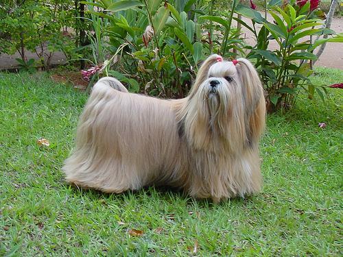 https://images.dog.ceo/breeds/lhasa/n02098413_9259.jpg