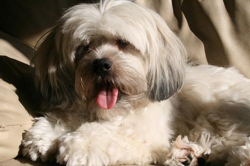 https://images.dog.ceo/breeds/lhasa/n02098413_9810.jpg