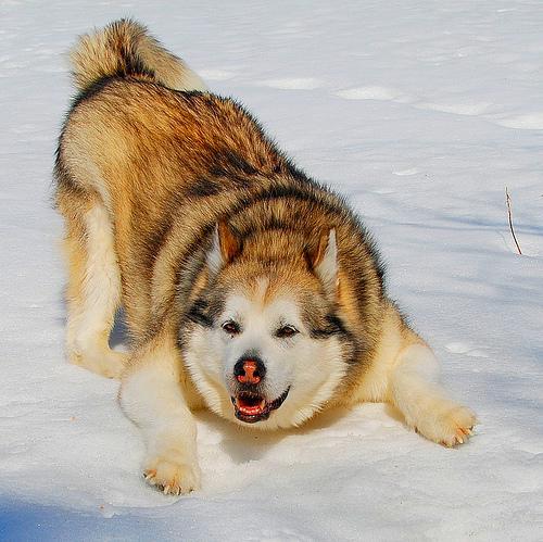 https://images.dog.ceo/breeds/malamute/n02110063_1034.jpg