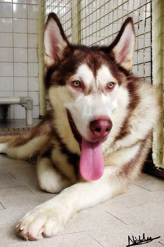 https://images.dog.ceo/breeds/malamute/n02110063_10567.jpg