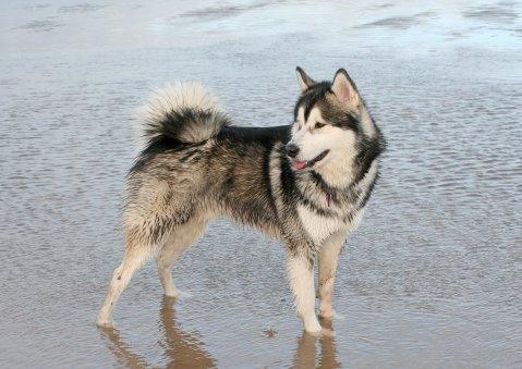 https://images.dog.ceo/breeds/malamute/n02110063_10785.jpg