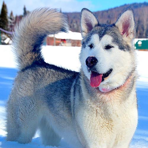 https://images.dog.ceo/breeds/malamute/n02110063_10965.jpg