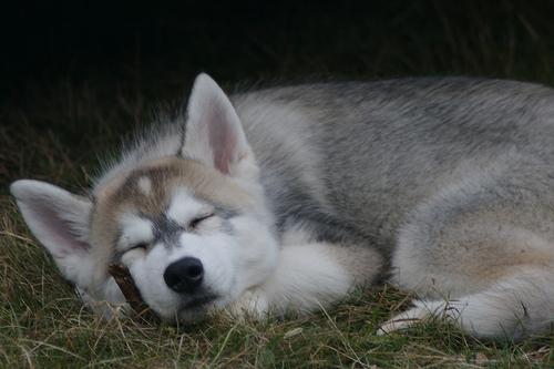 https://images.dog.ceo/breeds/malamute/n02110063_1104.jpg