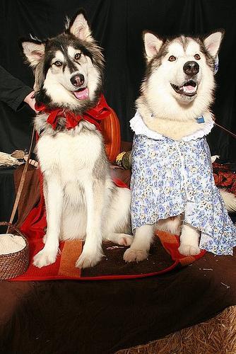 https://images.dog.ceo/breeds/malamute/n02110063_11052.jpg