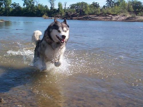 https://images.dog.ceo/breeds/malamute/n02110063_11106.jpg