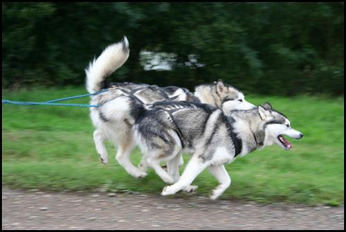 https://images.dog.ceo/breeds/malamute/n02110063_11585.jpg