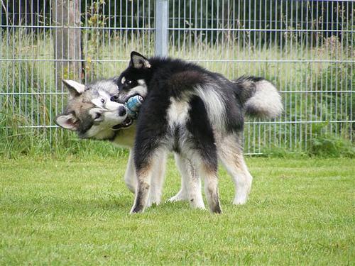 https://images.dog.ceo/breeds/malamute/n02110063_11658.jpg