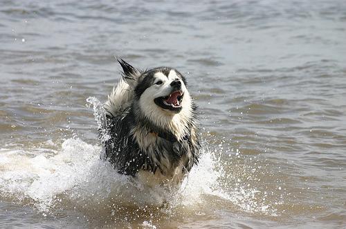 https://images.dog.ceo/breeds/malamute/n02110063_11709.jpg