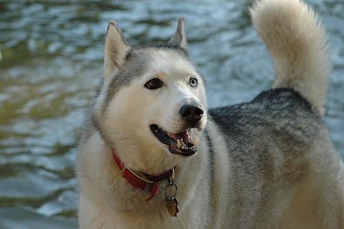 https://images.dog.ceo/breeds/malamute/n02110063_11814.jpg