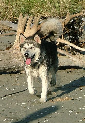 https://images.dog.ceo/breeds/malamute/n02110063_11892.jpg