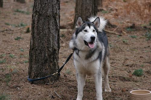 https://images.dog.ceo/breeds/malamute/n02110063_12269.jpg